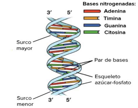 ¿Qué es el modelo de la doble hélice del ADN?