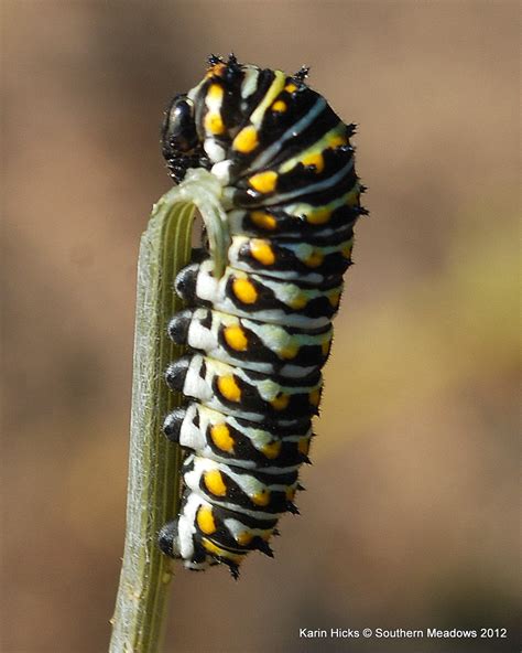 A Close Look at the Black Swallowtail Caterpillar