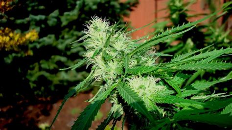 Male vs Female Cannabis Plants | Grow Weed Easy