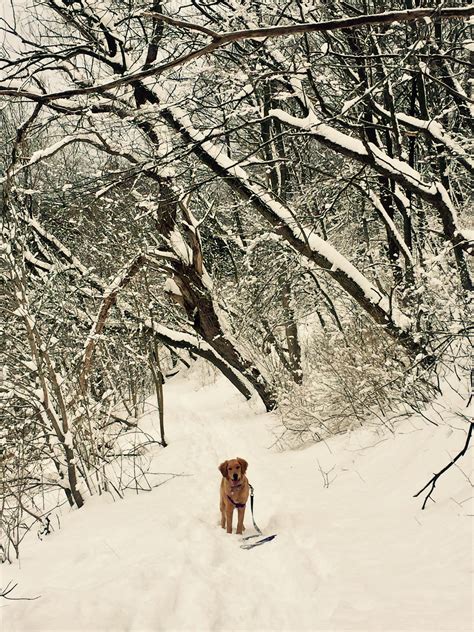 10" of fresh snow in Wisconsin calls for a hike with best friends. : hiking