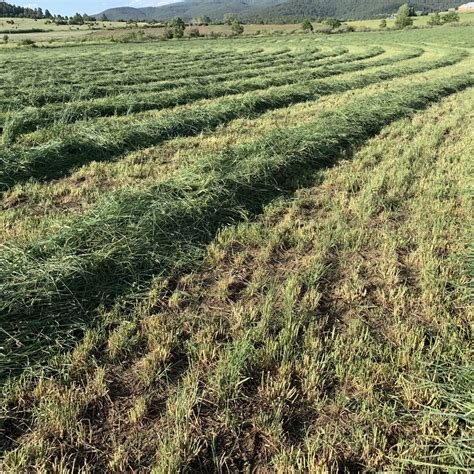 Dryland Pasture Seed Mix - Great Basin - drought tolerant grasses