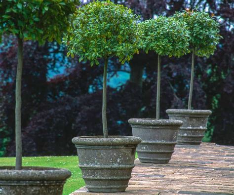 How to Grow and Train Your Own Topiary Plants in 2020 | Topiary plants, Plants, Topiary