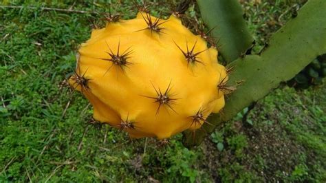 China green lights Ecuadorian yellow dragon fruit exports