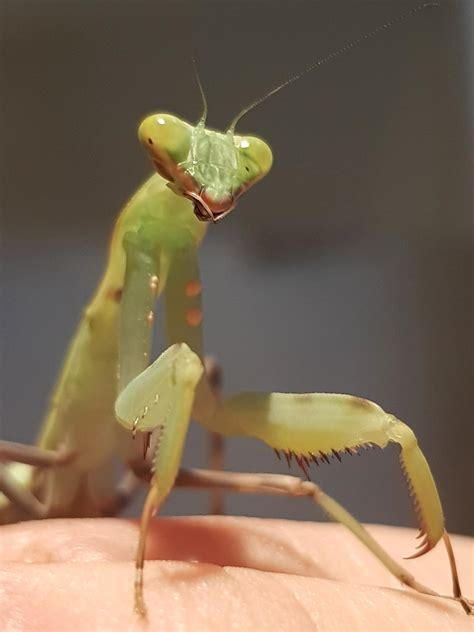 🔥 My pet Giant Asian Mantis looking majestic (hierodula membranacea) : NatureIsFuckingLit