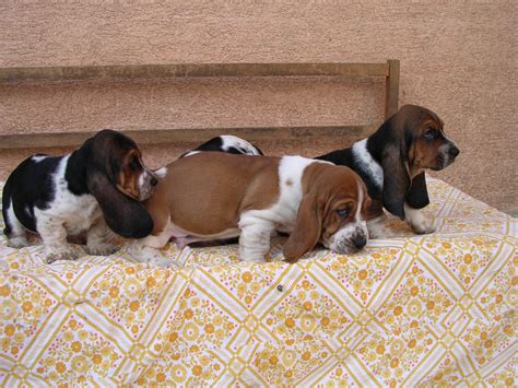 Pictures of Hound Puppies