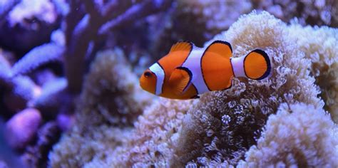 Finding nemo fish types - magicalpoliz