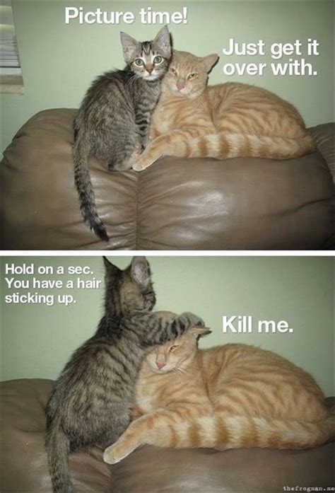 30 Funny animal captions - part 11 (30 pics) | Amazing Creatures