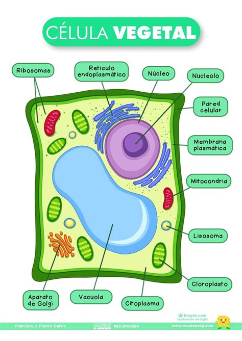 an animal cell diagram with all the parts labeled in spanish, including ...