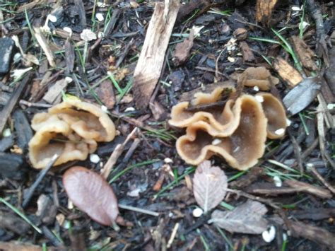 ***THE OFFICIAL TEXAS 2012 MUSHROOM THREAD*** - Mushroom Hunting and ...