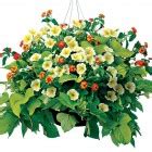 Sun Hanging Baskets | Hanging Baskets | Annuals | Plants & Flowers ...