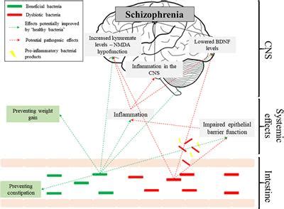 Frontiers | The Gut Microbiome and Schizophrenia: The Current State of the Field and Clinical ...