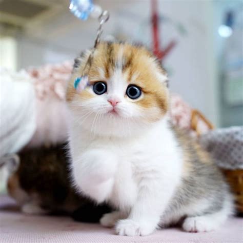 a small kitten sitting on top of a table