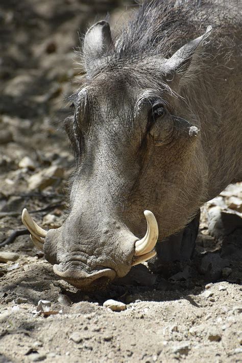 Fantastic Close Up Look at a Warthog with Curled Tusks Photograph by ...