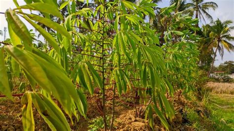 Premium Photo | Cassava tree plantations cassava trees