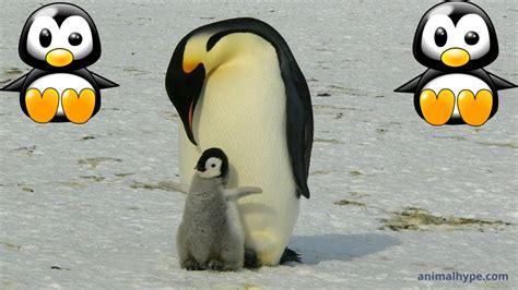 Cute Baby Penguin Photos, Videos, and Facts - Animal Hype