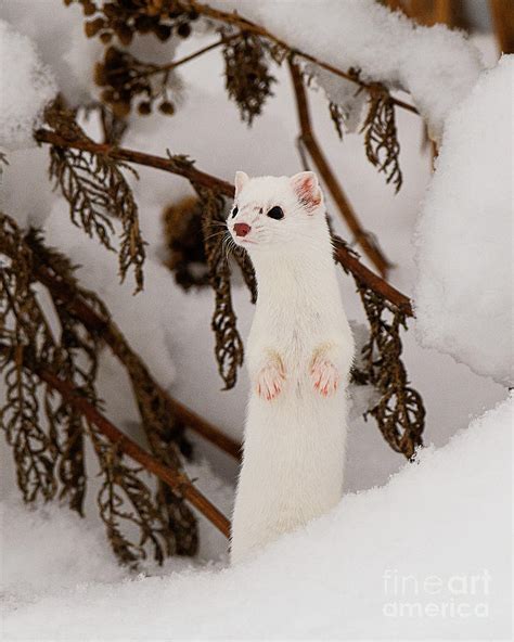 Long-tailed Weasel Hunting Photograph by Dennis Hammer - Fine Art America