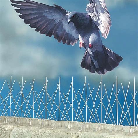 Cheap Anti-bird Spike Stainless Steel / Pigeon Bird Control Spikes For Sale - Buy Anti-bird ...