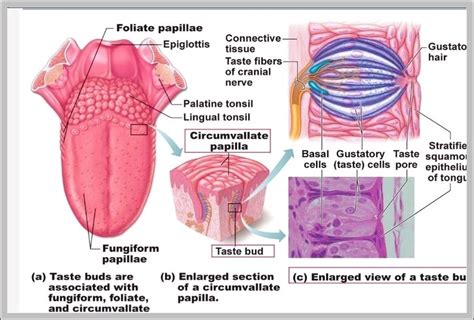 Location Of Taste Buds Image | Anatomy System - Human Body Anatomy ...