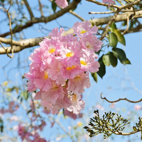 Pink Trumpet Trees for Sale | BrighterBlooms.com