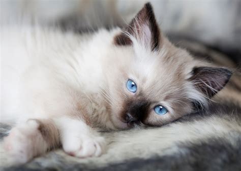 Of a breeding program with strict selection eventually produced Ragdoll ...