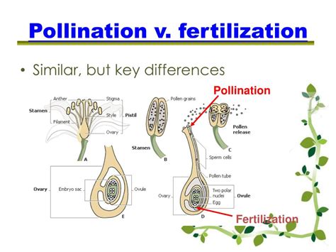 PPT - Plants PowerPoint Presentation, free download - ID:1925676