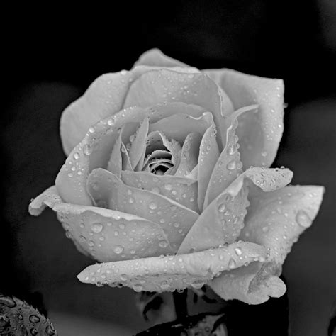 Free Images : black and white, flower, petal, darkness, flora, close up, style, macro ...