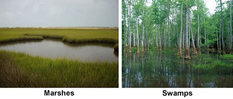 Wetlands | Physical Geography