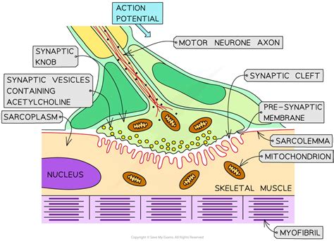 AQA A Level Biology复习笔记6.2.10 Neuromuscular Junctions-翰林国际教育