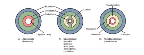 Coelom: Definition,Types, Structure, Coelomic Cavity, Function