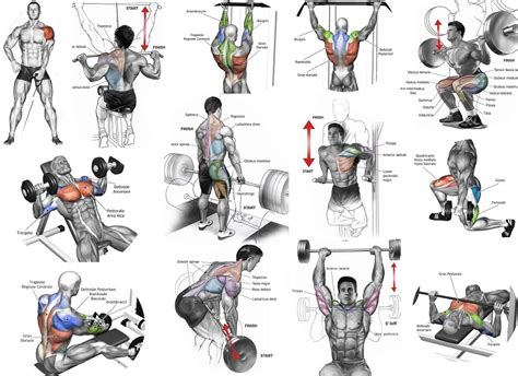 The Most Effective Muscle Building Exercises - Bodydulding