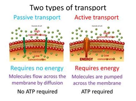 Passive transport - презентация онлайн