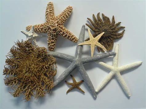 Real Starfish for Sale - Sea Stars - Starfishes