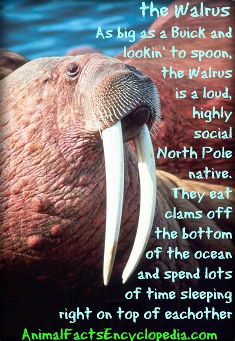 Walrus Facts - Animal Facts Encyclopedia | Walrus, Animal facts, Marine animals