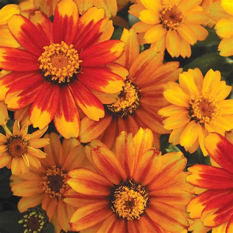 Zinnia Zahara Sunburst Seeds from Mr Fothergill's Seeds and Plants