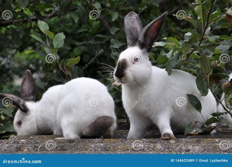 Californian breed rabbits stock image. Image of california - 144622489