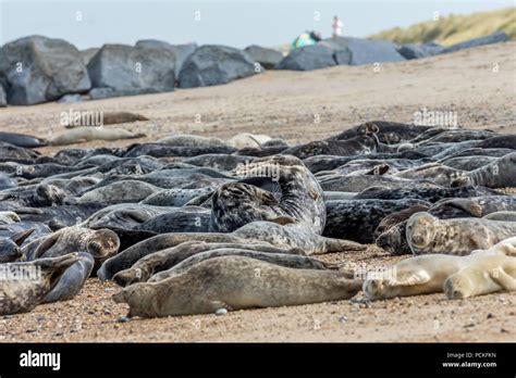 Large group of grey seals hauled out on sandy beach, adult males and females and pups, adult ...