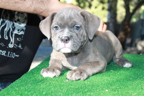 Pin on One of a Kind Bulldogs