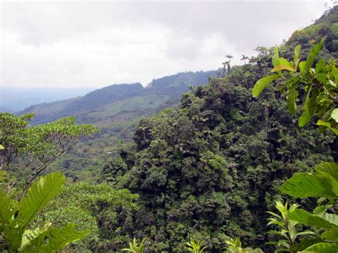 Colombia peace deal brings new threat to country's rainforest