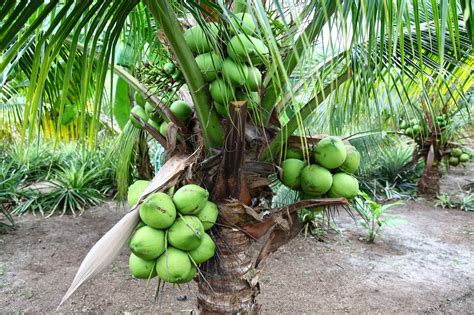 senarai nama ladang sawit di malaysia - Diane Johnston