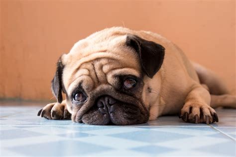 Premium Photo | A cute pug dog with a sad, fat face, sleep