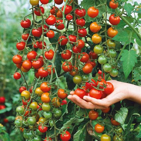 Tomato Seeds - Supersweet 100 | Vegetable Seeds in Packets & Bulk | Eden Brothers