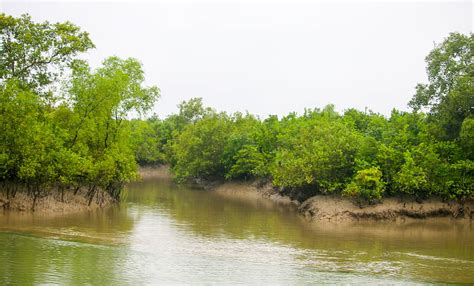 Sundarbans West Wildlife Sanctuary HD wallpaper | Pxfuel