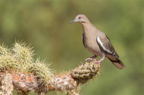 Common Birds of the Phoenix-Metro Area | Rio Salado Audubon Center