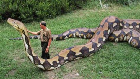 A Maior Cobra do Mundo Piton Gigante Anaconda encontrada no Rio Amazonas | Rio amazonas ...