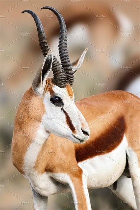 Springbok portrait | Africa animals, South african animals, North ...