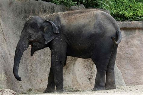 Sudden Elephant Death at St. Louis Zoo Could Be Linked to Unleashed Dog