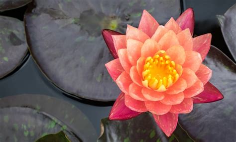 Premium Photo | Orange lotus flower and plant