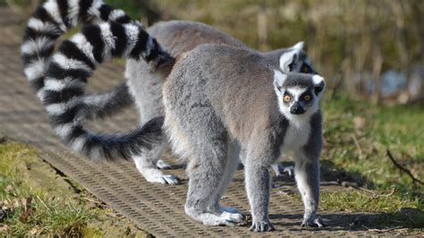 Animal inventory | Zoological Society of London (ZSL)