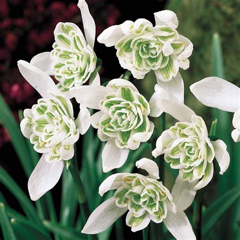 Deer-Resistant Flowers: 5 Best Bulbs for Spring | Family Handyman