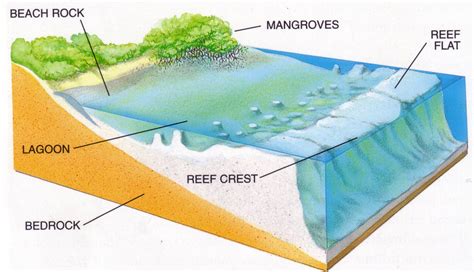 [DIAGRAM] Types Of Reefs Diagram - MYDIAGRAM.ONLINE